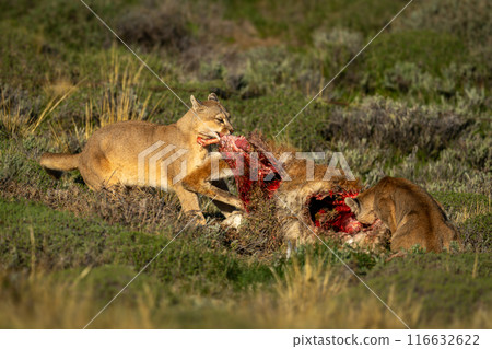 Two pumas rip apart guanaco in sun 116632622