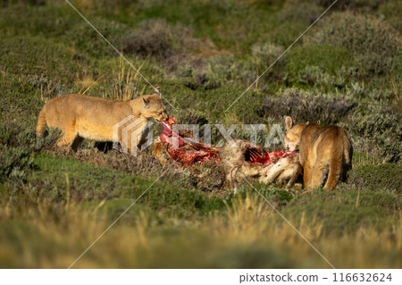 Two pumas rip apart guanaco in sunlight 116632624