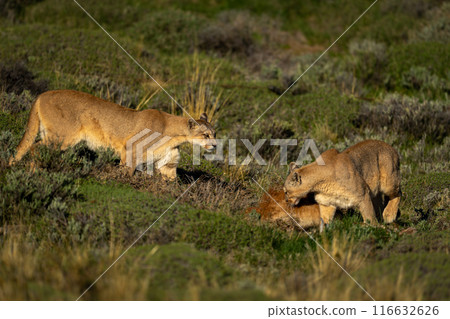 Two pumas stand by kill in scrubland 116632626