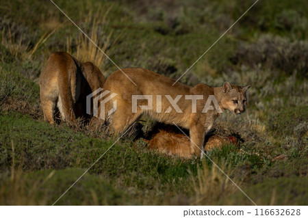 Two pumas stand by kill in sunshine 116632628