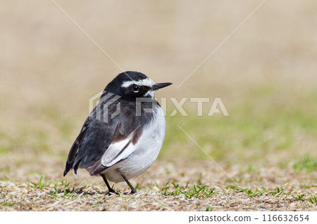 A Japanese Wagtail without tail feathers 116632654