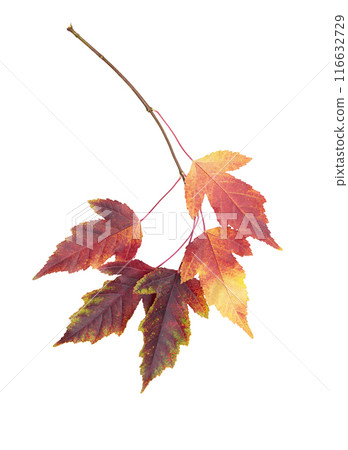 Autumn or summer leaves. Twig with red-yellow ash leaves on white isolated background. Design element Autumn or summer leaves. Twig with red-yellow ash leaves on white isolated background. Design element 116632729