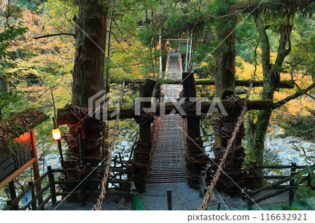 [德島縣]紅葉（祖谷的萬樂橋） 116632921
