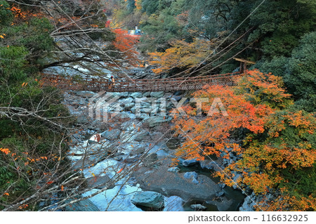 [Tokushima Prefecture] Autumn leaves (Kazura Bridge in Iya) 116632925