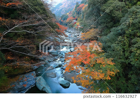 [Tokushima Prefecture] Autumn leaves (Kazura Bridge in Iya) 116632927