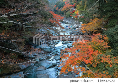 [Tokushima Prefecture] Autumn leaves (Kazura Bridge in Iya) 116632928