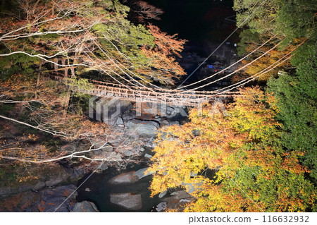 [Tokushima Prefecture] Night view of Kazura Bridge in Iya with autumn leaves (light up) 116632932