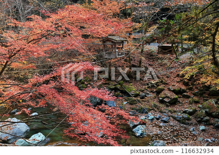 [德島縣]清晨秋葉的雙蒲橋（奧谷） 116632934
