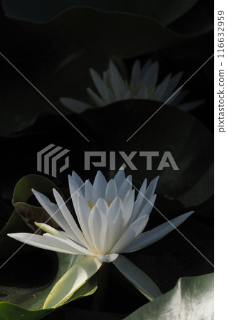 Water lily flower floating on the surface of the water Water lily flower floating on the surface of the water 116632959