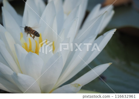 A honeybee resting on a water lily flower A honeybee resting on a water lily flower 116632961