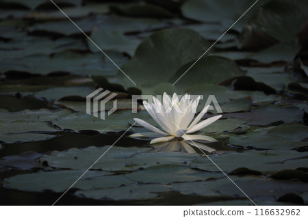 Water lilies floating on the water Water lilies floating on the water 116632962