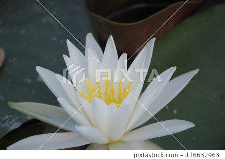 White water lily 116632963