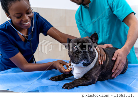 Dog being examined by veterinarians in a veterinary clinic Dog being examined by veterinarians in a veterinary clinic 116633113