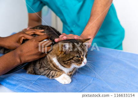 Close up of human hands stroking a cat Close up of human hands stroking a cat 116633154