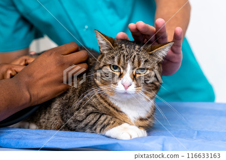 Close up of human hands stroking a cat 116633163