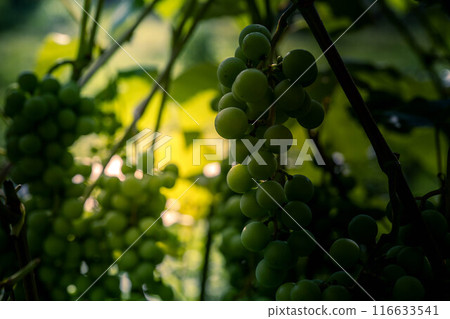 Blue Grape Fruit ~Summertime~ 116633541