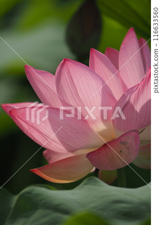一朵美麗的蓮花 116633560