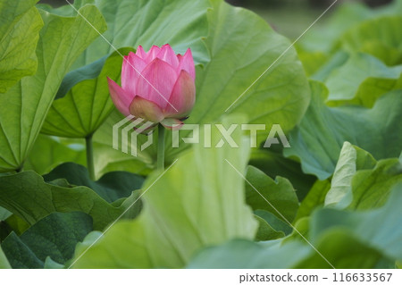 Lotus flower opens 116633567