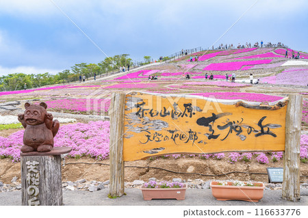 Moss phlox blooming on the hills of Chausuyama Plateau (Aichi Prefecture) 116633776
