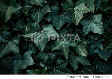 Green ivy leaves background. Natural pattern and texture for graphic design. Green ivy leaves background. Natural pattern and texture for graphic design. 116633905