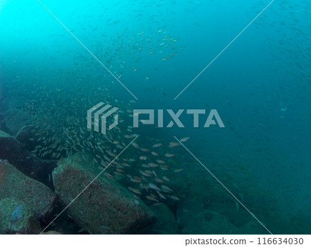 Blue sea and fish school Blue sea and fish school 116634030