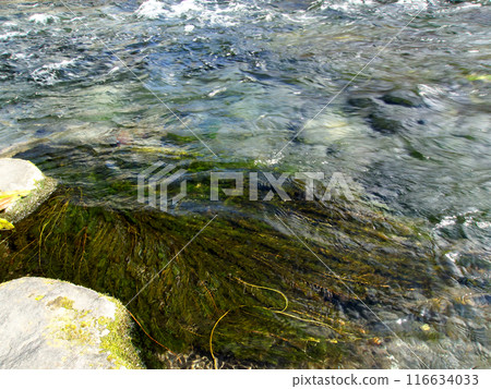 Aquatic plants growing in clear streams Aquatic plants growing in clear streams 116634033