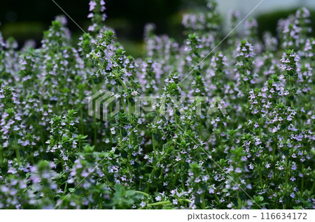 Thymus vulgare (Lamiaceae) perennial plant Thymus vulgare (Lamiaceae) perennial plant 116634172