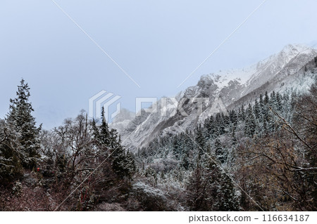 Misty view of snowy mountain ranges in Changping valley of Siguniangshan National Park Sichuan China in early spring. 116634187