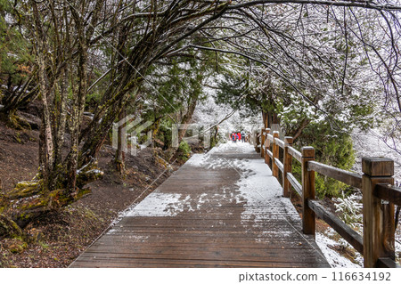 Boardwalk at Changping Valley, Siguniang National Park for hiking tourists to appreciate the scenic landscape in early spring with snow 116634192
