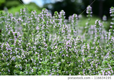 Thymus vulgare (Lamiaceae) perennial plant Thymus vulgare (Lamiaceae) perennial plant 116634195