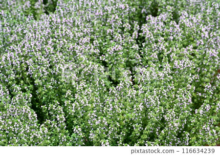 Thymus vulgare (Lamiaceae) perennial plant Thymus vulgare (Lamiaceae) perennial plant 116634239