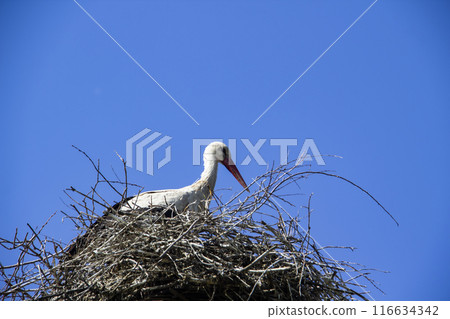 Stork on nest against blue sky. White stork living in village in Ukraine. The Nest of stork in the wild nature. Stork on nest against blue sky. White stork living in village in Ukraine. The Nest of stork in the wild nature. 116634342