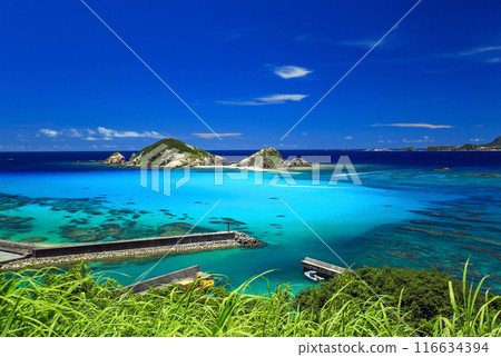 渡嘉敷島、慶良間群島、沖繩、藍色的大海和甘蔗的風景 116634394