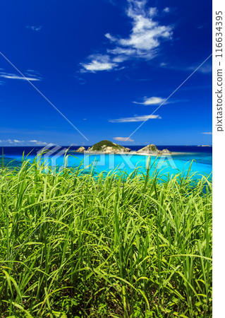 Okinawa, Kerama Islands, Tokashiki Island, blue sea and sugar cane Okinawa, Kerama Islands, Tokashiki Island, blue sea and sugar cane 116634395
