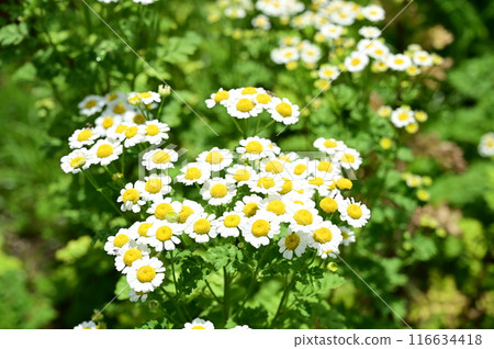 Feverfew (Asteraceae) perennial 116634418