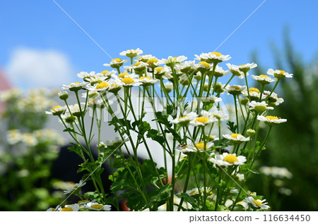 Feverfew (Asteraceae) perennial Feverfew (Asteraceae) perennial 116634450