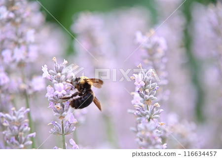 食蚜蠅吸食薰衣草花蜜 116634457