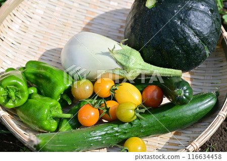 Summer vegetables harvested Summer vegetables harvested 116634458