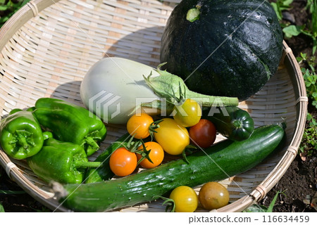Summer vegetables harvested Summer vegetables harvested 116634459
