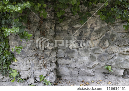 Beautiful plant ivy is growing down on the old wall. Green leaves and branches of ivy on the stone wall against background. Copy space Beautiful plant ivy is growing down on the old wall. Green leaves and branches of ivy on the stone wall against background. Copy space 116634461