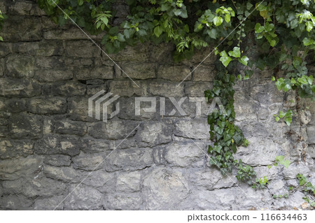 Beautiful plant ivy is growing down on the old wall. Green leaves and branches of ivy on the stone wall against background. Copy space 116634463