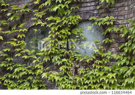 Green wild grape leaves covered the walls of the old building with a window Green wild grape leaves covered the walls of the old building with a window 116634464