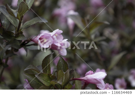 Beautiful flowers Weigela nana purpurea on blurry background. Amazing plant with pink flowers on the bush. 116634469