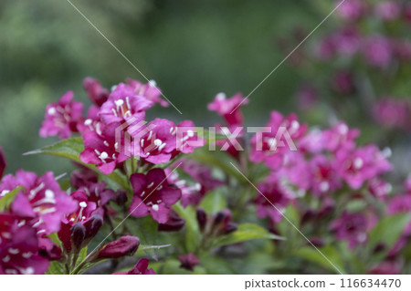 Weigela Bristol Ruby red flowers in the garden in Hungary. Beautiful flowers of Weigela against background. Weigela Bristol Ruby red flowers in the garden in Hungary. Beautiful flowers of Weigela against background. 116634470