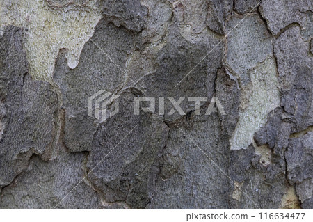 Natural pattern from the old wood tree bark. Beautiful texture of the bark against background. Natural pattern from the old wood tree bark. Beautiful texture of the bark against background. 116634477