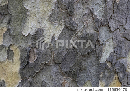 Natural pattern from the old wood tree bark. Beautiful texture of the bark against background. Natural pattern from the old wood tree bark. Beautiful texture of the bark against background. 116634478