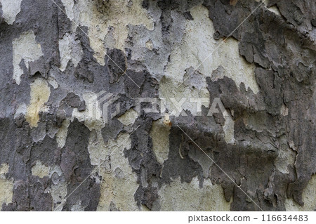 Natural pattern from the old wood tree bark. Beautiful texture of the bark against background. 116634483