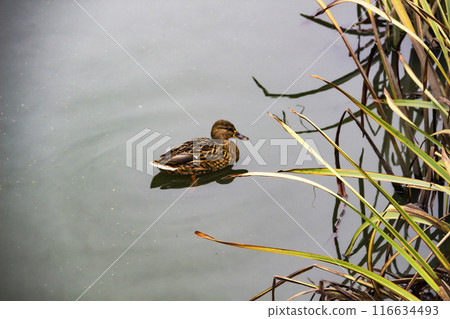 The Mallard duck or Anas platyrhynchos swim at the pond. Beautiful female duck in the water The Mallard duck or Anas platyrhynchos swim at the pond. Beautiful female duck in the water 116634493