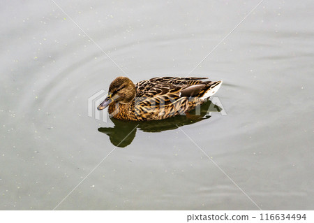 The Mallard duck or Anas platyrhynchos swim at the pond. Beautiful female duck in the water The Mallard duck or Anas platyrhynchos swim at the pond. Beautiful female duck in the water 116634494