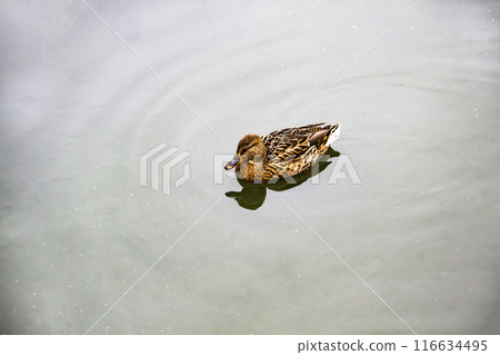 The Mallard duck or Anas  platyrhynchos swim at the pond.  Beautiful female duck in the water 116634495